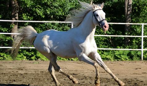 Орлиное Гнездо