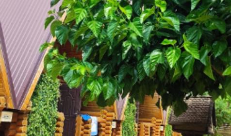 Коттеджный комплекс Подсолнух