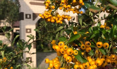 Горное Поместье