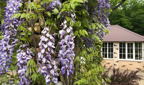 Горное поместье, Шабановское