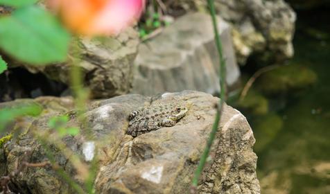 Отель Lotus (Лотос). Геленджик, Архипо-Осиповка