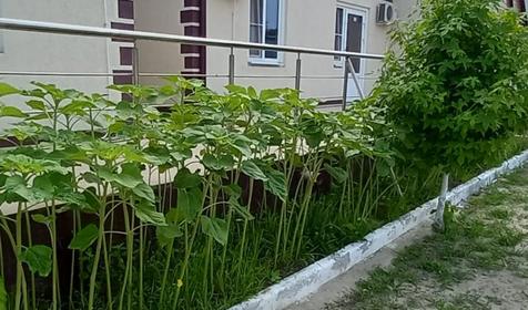 Минеральные воды