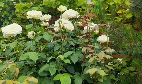 Гостевой дом Свобода. Ейск