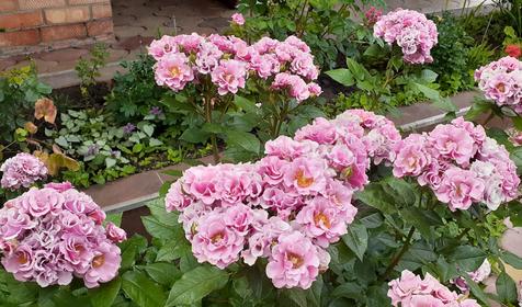 Гостевой дом Свобода. Ейск