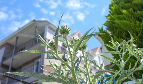 Отель Пальма. Сочи, Адлер