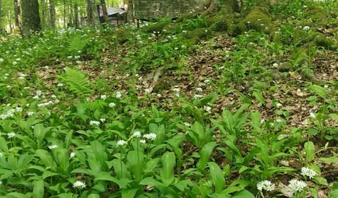 База отдыха Благодать