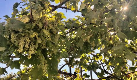 Виноградный