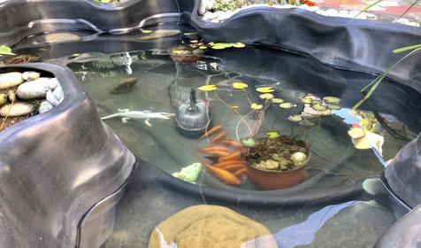 Виноградный