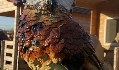 Эко-хуторок Сова