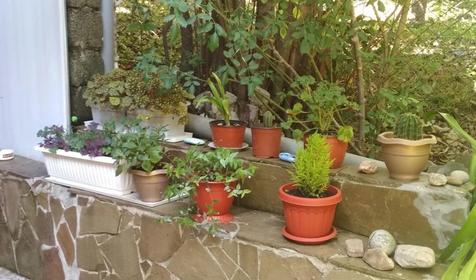 Под пальмой