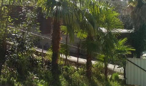 Под пальмой