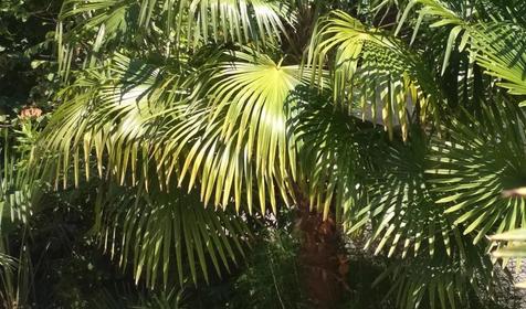 Под пальмой