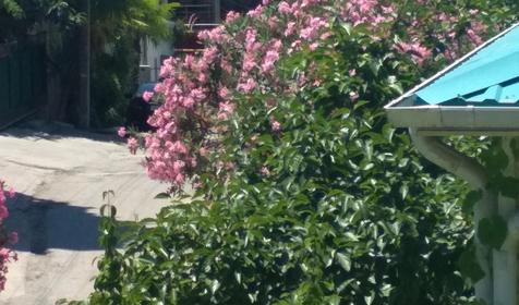 Под пальмой