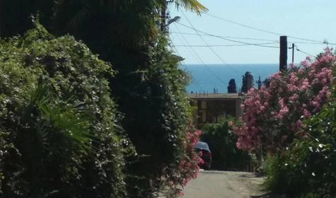 Под пальмой