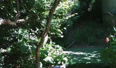 Под пальмой