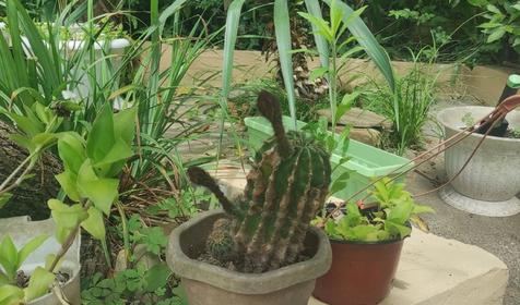 Под пальмой