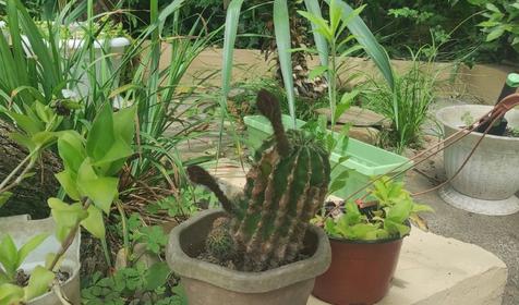 Под пальмой