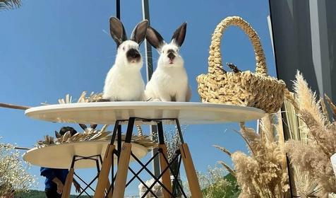 Белый кролик