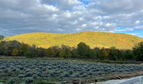 Белый кролик
