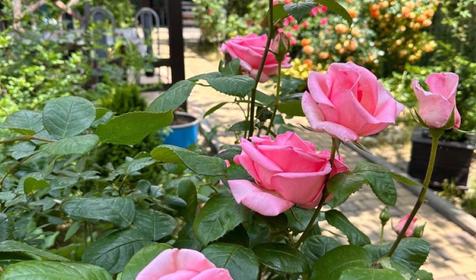 3-местный Комфорт с собственной террасой (вид на море)