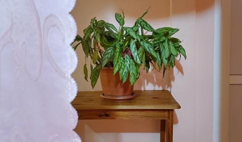 Эконом четырехместный без удобств