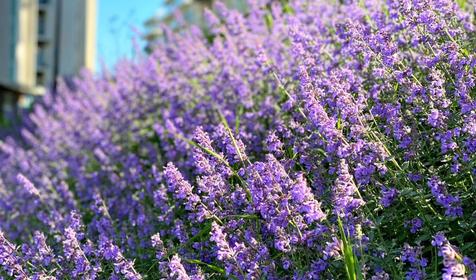 Анапа отдых мечты "Anapa Dream"