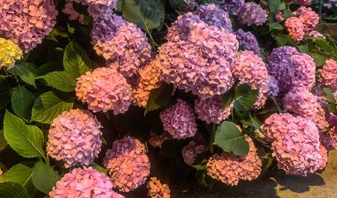 Marianna (Марианна)