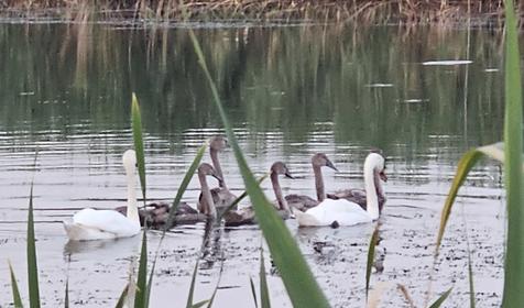 Поехали к бабушке, Кореновский район