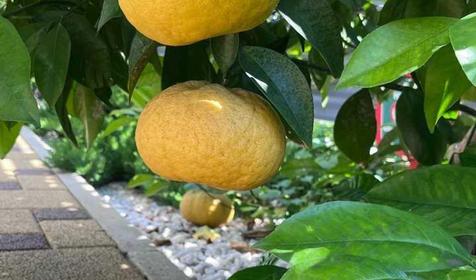 Madisson RoDina (Медиссон РоДина)